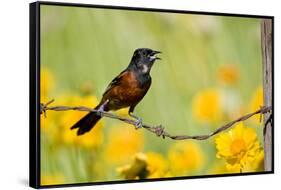 Orchard Oriole Male Singing on Barbed Wire Fence Marion, Illinois, Usa-Richard ans Susan Day-Framed Stretched Canvas