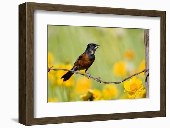 Orchard Oriole Male Singing on Barbed Wire Fence Marion, Illinois, Usa-Richard ans Susan Day-Framed Photographic Print