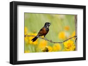 Orchard Oriole Male Singing on Barbed Wire Fence Marion, Illinois, Usa-Richard ans Susan Day-Framed Photographic Print