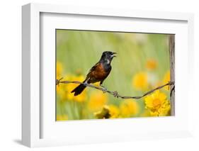 Orchard Oriole Male Singing on Barbed Wire Fence Marion, Illinois, Usa-Richard ans Susan Day-Framed Photographic Print