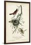 Orchard Orioles-John James Audubon-Framed Art Print