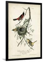 Orchard Orioles-John James Audubon-Framed Art Print