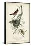 Orchard Orioles-John James Audubon-Framed Stretched Canvas