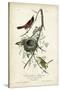 Orchard Orioles-John James Audubon-Stretched Canvas