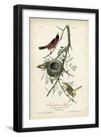 Orchard Orioles-John James Audubon-Framed Art Print