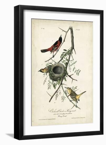 Orchard Orioles-John James Audubon-Framed Art Print