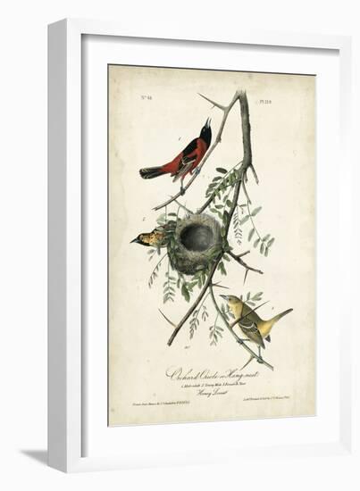 Orchard Orioles-John James Audubon-Framed Art Print