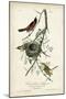 Orchard Orioles-John James Audubon-Mounted Art Print
