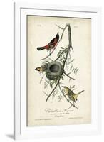 Orchard Orioles-John James Audubon-Framed Art Print