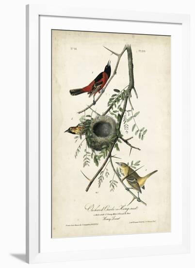 Orchard Orioles-John James Audubon-Framed Art Print