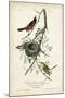 Orchard Orioles-John James Audubon-Mounted Art Print