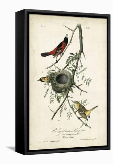 Orchard Orioles-John James Audubon-Framed Stretched Canvas