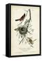 Orchard Orioles-John James Audubon-Framed Stretched Canvas