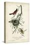Orchard Orioles-John James Audubon-Stretched Canvas