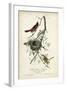 Orchard Orioles-John James Audubon-Framed Art Print