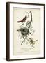 Orchard Orioles-John James Audubon-Framed Art Print