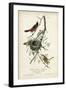 Orchard Orioles-John James Audubon-Framed Art Print