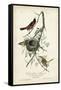 Orchard Orioles-John James Audubon-Framed Stretched Canvas