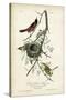 Orchard Orioles-John James Audubon-Stretched Canvas