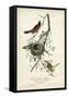 Orchard Orioles-John James Audubon-Framed Stretched Canvas