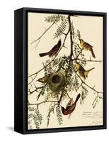 Orchard Orioles-John James Audubon-Framed Stretched Canvas