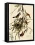 Orchard Orioles-John James Audubon-Framed Stretched Canvas