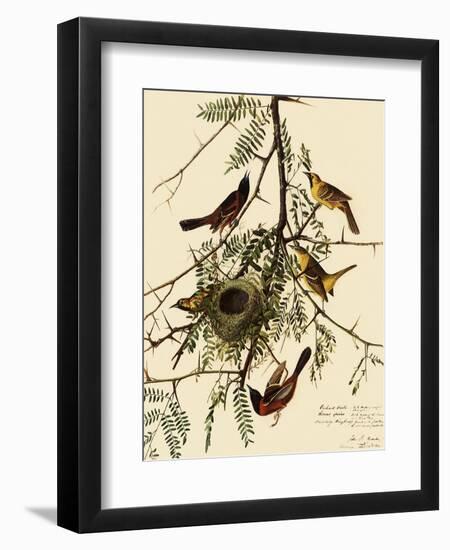 Orchard Orioles-John James Audubon-Framed Premium Giclee Print