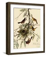 Orchard Orioles-John James Audubon-Framed Giclee Print