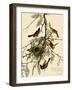 Orchard Orioles-John James Audubon-Framed Giclee Print