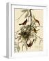 Orchard Orioles-John James Audubon-Framed Giclee Print