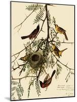 Orchard Orioles-John James Audubon-Mounted Giclee Print