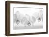 Orchard Seduction, 2009-Hiroyuki Arakawa-Framed Photographic Print