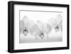 Orchard Seduction, 2009-Hiroyuki Arakawa-Framed Photographic Print