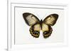 Orchard Swallowtail Butterfly Female, Wing Top and Bottom-Darrell Gulin-Framed Photographic Print