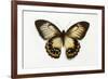 Orchard Swallowtail Butterfly Female, Wing Top and Bottom-Darrell Gulin-Framed Photographic Print