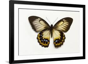 Orchard Swallowtail Butterfly Female, Wing Top and Bottom-Darrell Gulin-Framed Photographic Print