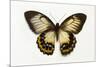 Orchard Swallowtail Butterfly Female, Wing Top and Bottom-Darrell Gulin-Mounted Photographic Print