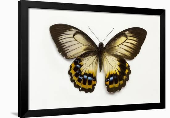Orchard Swallowtail Butterfly Female, Wing Top and Bottom-Darrell Gulin-Framed Photographic Print