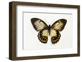 Orchard Swallowtail Butterfly Female, Wing Top and Bottom-Darrell Gulin-Framed Photographic Print