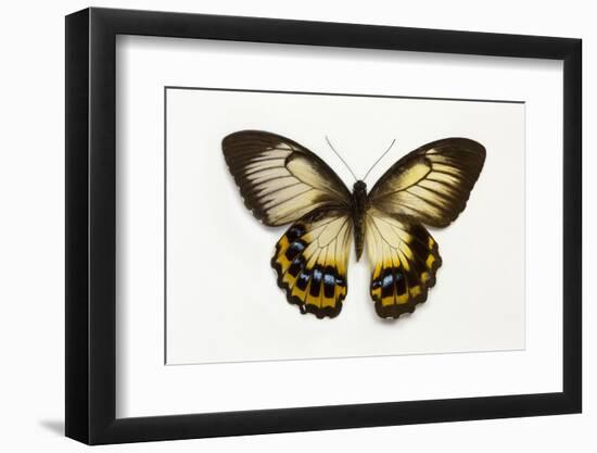 Orchard Swallowtail Butterfly Female, Wing Top and Bottom-Darrell Gulin-Framed Photographic Print