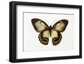 Orchard Swallowtail Butterfly Female, Wing Top and Bottom-Darrell Gulin-Framed Photographic Print