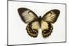 Orchard Swallowtail Butterfly Female, Wing Top and Bottom-Darrell Gulin-Mounted Photographic Print