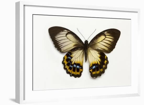 Orchard Swallowtail Butterfly Female, Wing Top and Bottom-Darrell Gulin-Framed Photographic Print