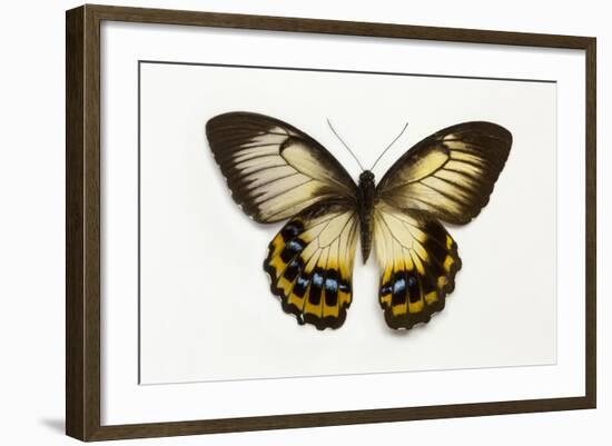 Orchard Swallowtail Butterfly Female, Wing Top and Bottom-Darrell Gulin-Framed Photographic Print