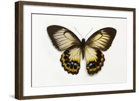 Orchard Swallowtail Butterfly Female, Wing Top and Bottom-Darrell Gulin-Framed Photographic Print