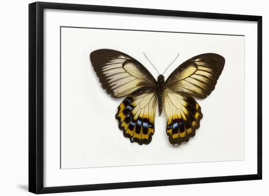 Orchard Swallowtail Butterfly Female, Wing Top and Bottom-Darrell Gulin-Framed Photographic Print