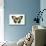 Orchard Swallowtail Butterfly Female, Wing Top and Bottom-Darrell Gulin-Mounted Photographic Print displayed on a wall