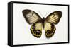 Orchard Swallowtail Butterfly Female, Wing Top and Bottom-Darrell Gulin-Framed Stretched Canvas