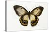 Orchard Swallowtail Butterfly Female, Wing Top and Bottom-Darrell Gulin-Stretched Canvas