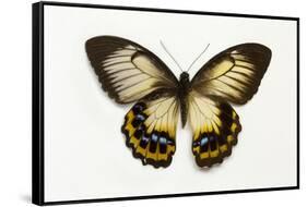 Orchard Swallowtail Butterfly Female, Wing Top and Bottom-Darrell Gulin-Framed Stretched Canvas